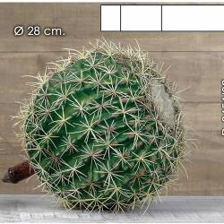 Bola echinocactus artificial 028