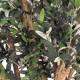 Arbol olivo artificial con aceitunas Tobago 175