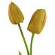 Tulipan artificial dos flores