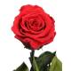 Flor rosa natural preservada gran