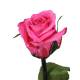 Flor rosa natural preservada xicoteta