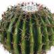 Bola cactus artificial con maceta 035