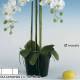 Maceta con 6 phalaenopsis artificiales