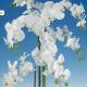 Test amb 6 phalaenopsis artificials