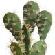 Cactus artificial opuntia amb test