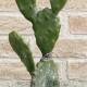 Cactus artificial Opuntia Tomentosa xicotet sense test 038