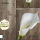 Flor calla artificial lily