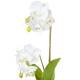 Xicoteta orquidia artificial phalaenopsis amb test 040