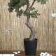 Bonsai artificial pino japones grande 126