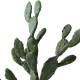 Cactus artificial Tomentosa sense test 109