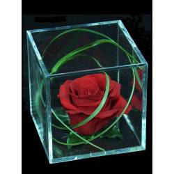 Rosa natural preservada en cub metacrilat