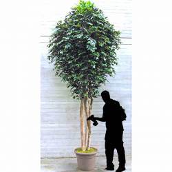 Ficus artificial gegant troncs naturals 400