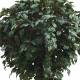 Arbol roble artificial UVR 250