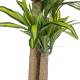 Planta tronco de Brasil artificial con maceta 150