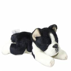 Peluix gos Boston Terrier Yomiko mitjà